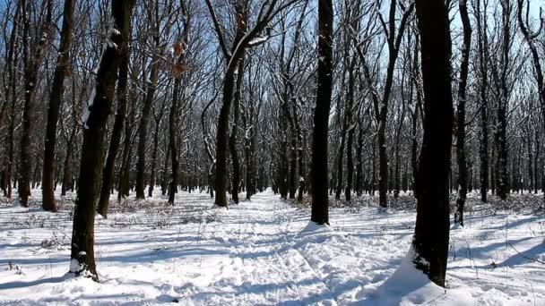 Winter Bos Sneeuwval Mooi Rustig — Stockvideo