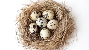 Paskalya için bardağı taşıran damla yuvadan bıldırcın yumurtası