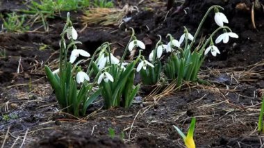 Kardelen yavaşça sways Rüzgar çiçek başları