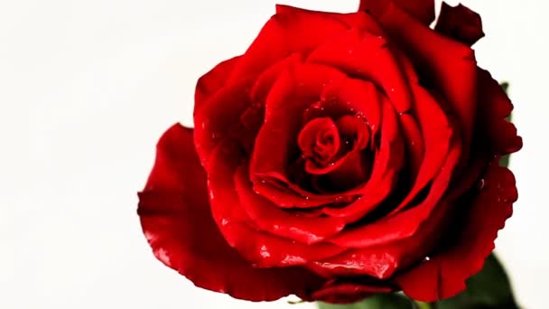 白色背景下的慢动作红玫瑰 — 图库视频影像