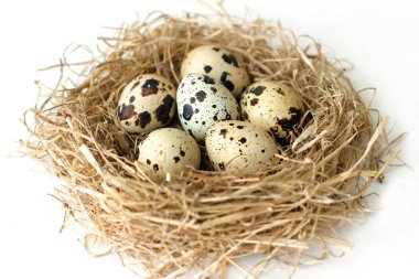 bıldırcın yumurtası beyaz zemin üzerine yuva