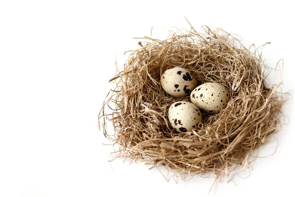 Quail Eggs Nest White Background Place Text — Stock Photo, Image