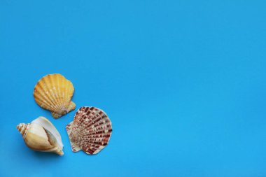 Metin için alanı olan mavi arkaplan üzerindeki deniz kabukları