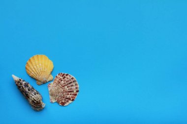 Metin için alanı olan mavi arkaplan üzerindeki deniz kabukları