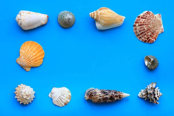 Frame Sea Conch Seashells Blue Background — Stock Photo, Image