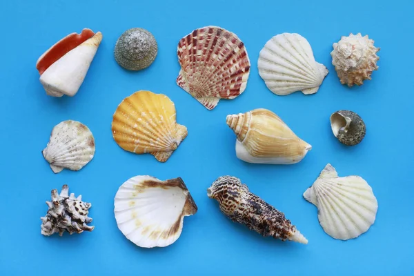 Many Different Seashells Blue Background — Stock Photo, Image