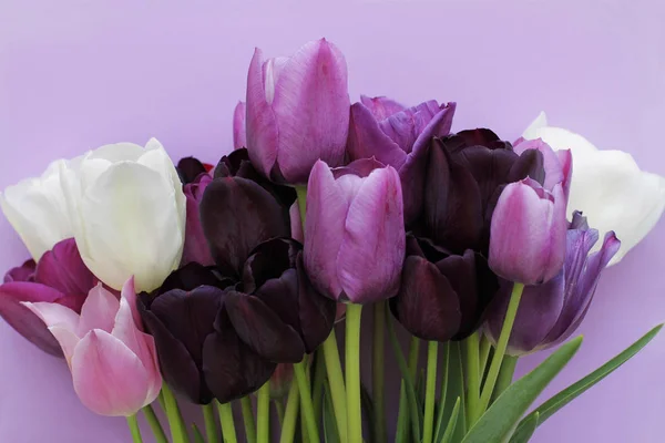 Bouquet Purple White Colors Tulips Violet Background — Stock Photo, Image
