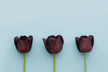 Mavi arka plan üzerinde üç koyu bordo laleler