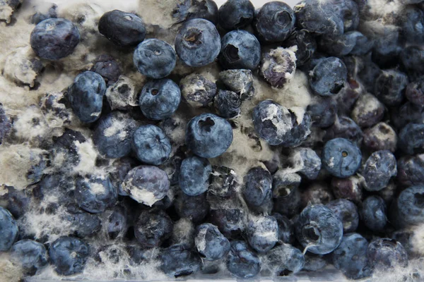 Blueberries in mold, expired date. Dangerous for health