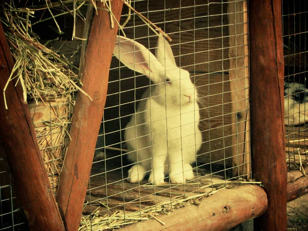 White Color Rabbit Sitting Cage Easter Bunny Retro Style — Stock Photo, Image