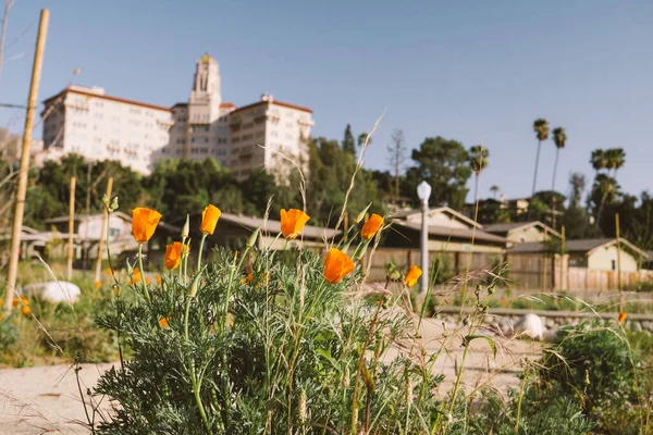 Güneşli Pasadena Çiçek Açan Haşhaş Çiçekleri Güney Kaliforniya Seyahat — Stok fotoğraf