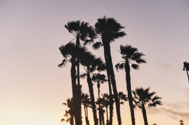 Los Angeles 'ta rüzgarda savrulan palmiye ağaçlarının silueti Gökyüzü - Günbatımı - İstikamet