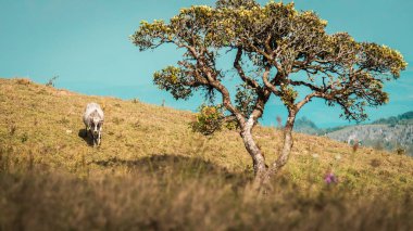Dağdaki yeşil çayırda bir inek