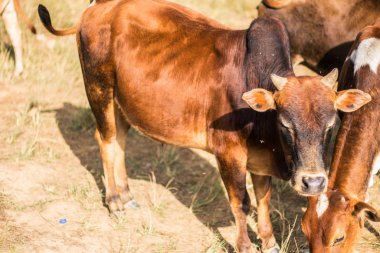 Dağdaki kahverengi ineğin yakın çekimi.