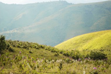 Kışın dağlarda yeşil çayır