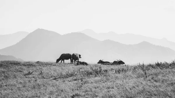 A group of buffalo on a mountain in black and white