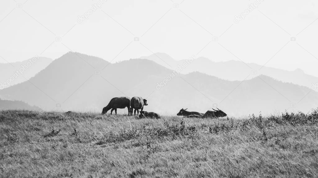 A group of buffalo on a mountain in black and white 
