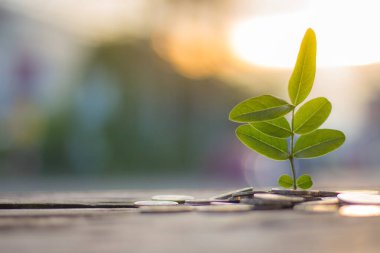 Ağaç dikme işi ile finans ve para tasarrufu kavramı