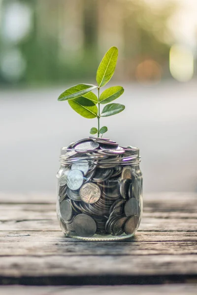 Financiën Geld Besparen Concept Met Het Bedrijfsleven Voor Het Planten — Stockfoto