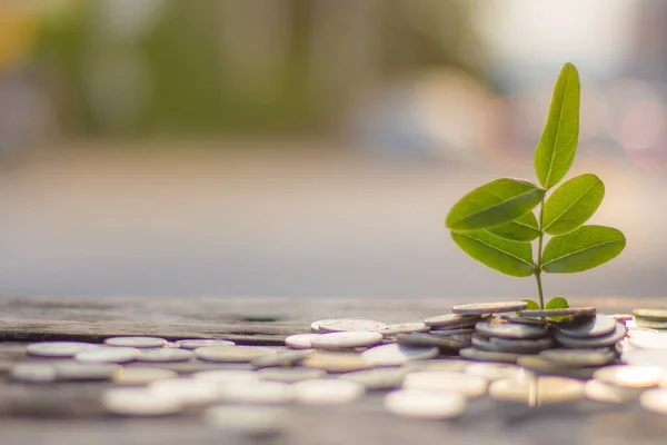 Finance Économiser Argent Concept Avec Entreprise Pour Plantation Arbres — Photo