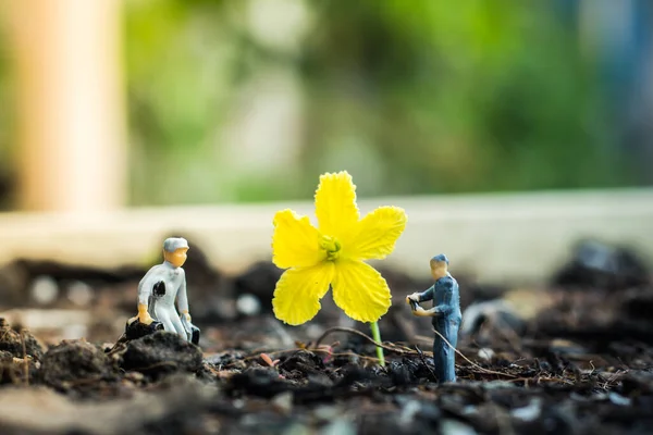 Equipo Personas Miniatura Trabaja Para Inspeccionar Plantar Árboles Para Proyecto —  Fotos de Stock