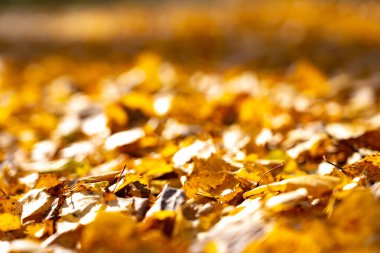 Sarı dökülen yapraklar. Yaprakların sonbahar arkaplanı