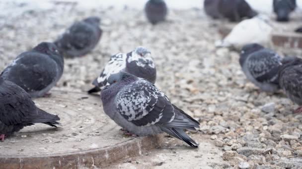 Las Aves Disfrutan Invierno Muchas Palomas Sientan Con Volantes Calentando — Vídeo de stock