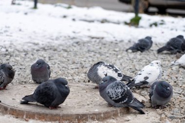 Şişirilmiş güvercinler kışın kanalizasyon kapağının yanında otururlar. Kuşlar kışın güneşlenirler. Birçok güvercin sıcak ve uykulu bir şekilde oturur..