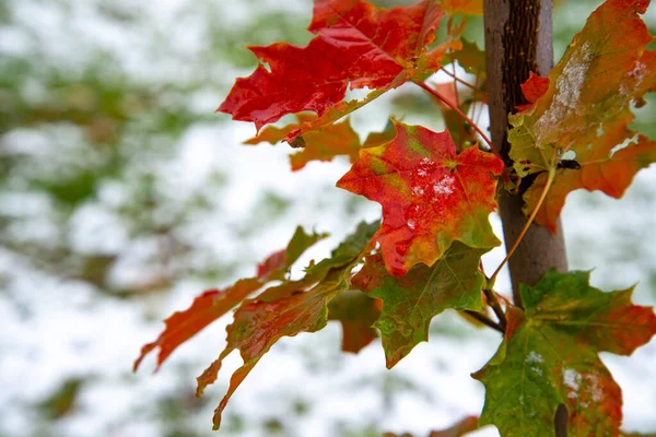 Hermosa rama con hojas anaranjadas y amarillas a finales del otoño o principios del invierno bajo la nieve . — Foto de Stock