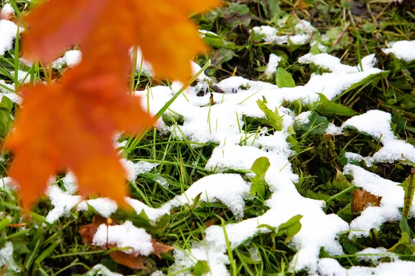 La primera nieve en las hojas de arce rojo. Hermosa rama con hojas anaranjadas y amarillas a finales del otoño o principios del invierno bajo la nieve . — Foto de Stock