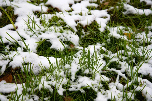 Snow covered green grass. Green grass under the snow. White snow and green grass background. Grass on a meadow covered with snow.