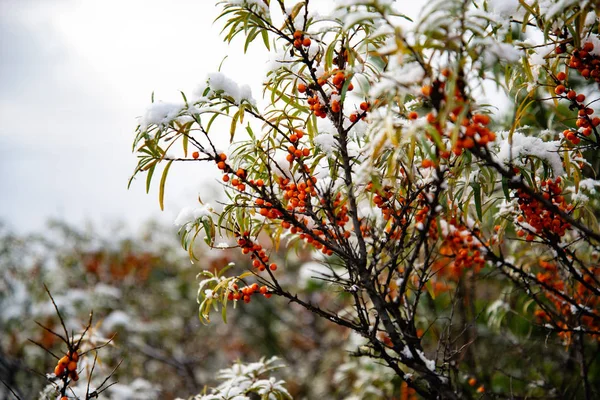 Bayas de espino cerval sobre ramas cubiertas de nieve. Bayas cubiertas de nieve en un arbusto de espino cerval de mar — Foto de Stock