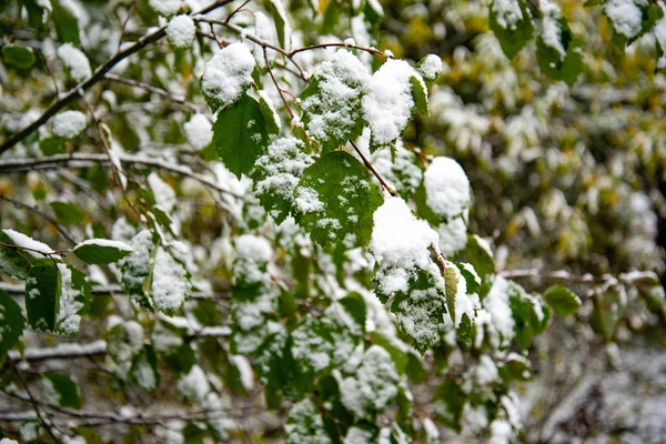 Feuilles couvertes de neige en hiver. Bush aux feuilles vertes recouvertes de neige — Photo