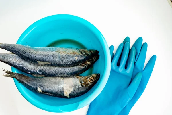 Frozen fish in a blue basin on a white background.