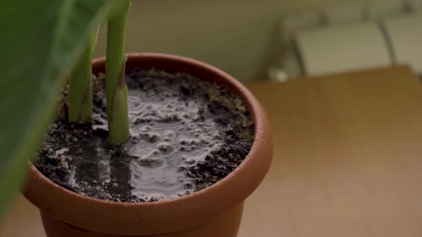 Eine Zimmerpflanze Gießen Die Erde Topf Nimmt Wasser Auf Blick — Stockvideo