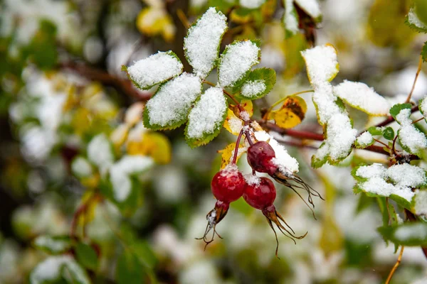 Nieve inesperada en el otoño. Arbusto de rosa mosqueta con bayas y hojas verdes cubiertas de nieve. Hojas nevadas en invierno — Foto de Stock