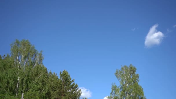 Chmura Błękitnym Niebie Drzewa Zielonymi Liściami Letni Słoneczny Dzień — Wideo stockowe