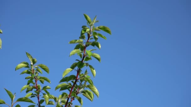 Agua Goteando Las Hojas Manzano Contra Cielo Azul Primer Plano — Vídeos de Stock