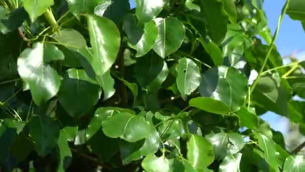 Feuillage Vert Dense Déplace Vent Les Jeunes Feuilles Poirier Balancent — Video