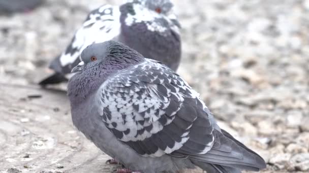 Zbliżenie Gołębia Ptak Próbuje Utrzymać Ciepło Zimnie — Wideo stockowe