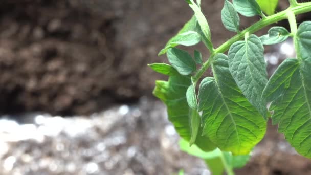 Hoja Tomate Una Cama Jardín Riego Del Jardín Riego Las — Vídeo de stock