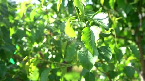 Takken water geven van een slang tegen een blauwe lucht. Waterdruppels op de groene bladeren van een fruitboom. Waternevel links. — Stockvideo