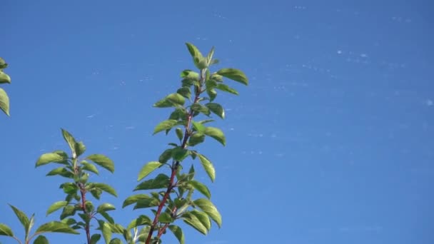 Innaffiando rami da un tubo di gomma contro un cielo azzurro. Gocce d'acqua sulle foglie verdi di un albero da frutto — Video Stock