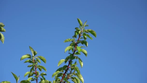 En un día soleado, goteando de las hojas de un manzano contra un cielo azul después de regar. Primer plano cámara lenta . — Vídeos de Stock