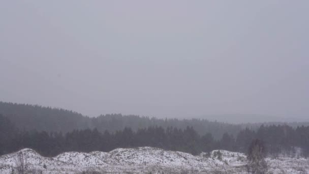 Χειμερινό τοπίο στο δάσος και το χωράφι, πέφτοντας χιόνι — Αρχείο Βίντεο