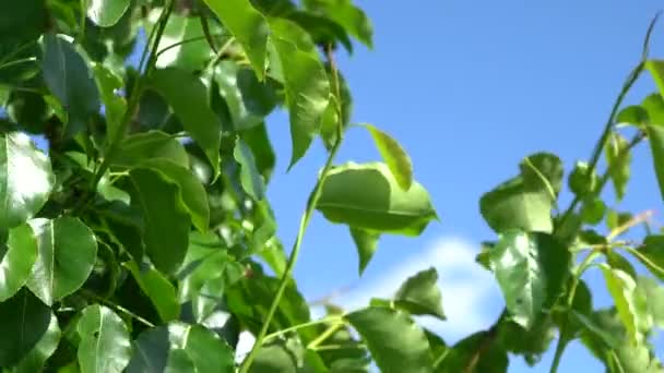 Jeunes pousses avec des feuilles sur un arbre fruitier — Video