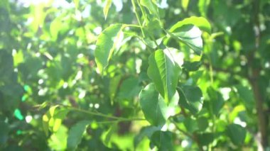 Genç filizler meyve ağacında yapraklarla