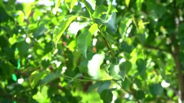 Молоді пагони з листям на фруктовому дереві — стокове відео