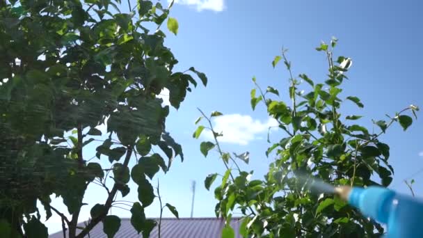 Árvore de fruto de pulverização câmera lenta. rega de árvores de fruto e grama no jardim, irrigação dia ensolarado movimento lento — Vídeo de Stock