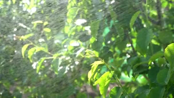 Pulvérisation d'arbres fruitiers au ralenti. arrosage des arbres fruitiers et de l'herbe dans le jardin, irrigation ralenti journée ensoleillée — Video